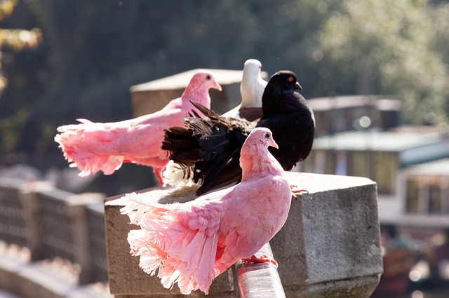 到歐冠淘汰 到歐冠淘汰